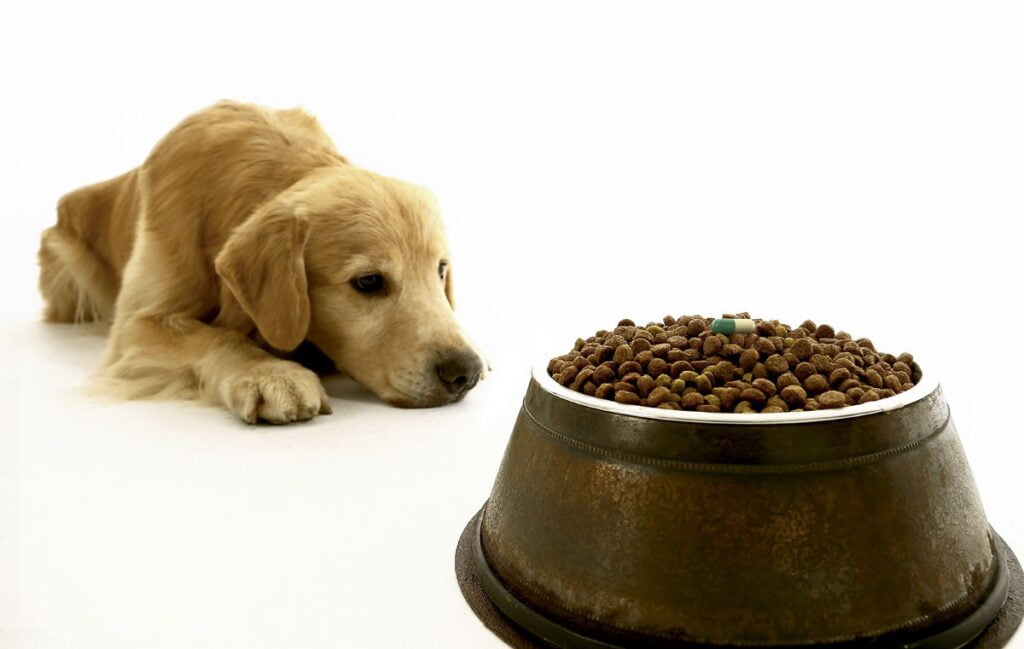 Quais as doenças mais comuns em cachorro