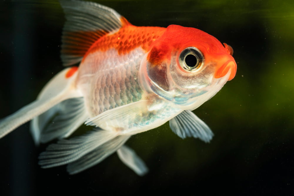 close up focused betta fish on green blurred background